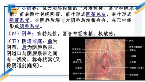 白虎下体|女人二十种外阴照片：女人外阴的形状照片与生理知识…